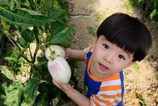 娱乐吃瓜酱农村小名,一场别开生面的乡村趣味故事