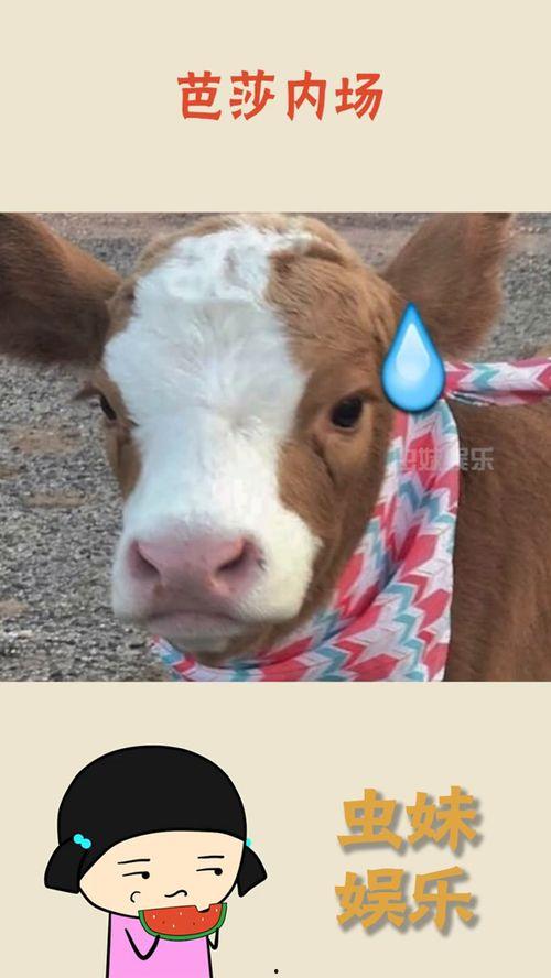 抖音吃瓜娱乐号怎么弄的,轻松制作热门吃瓜内容的秘诀