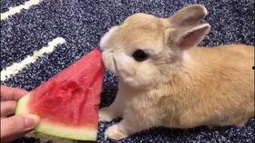 娱乐吃瓜兔子视频在线观看