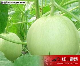 娱乐吃瓜中,揭秘明星幕后故事，吃瓜群众狂欢时刻