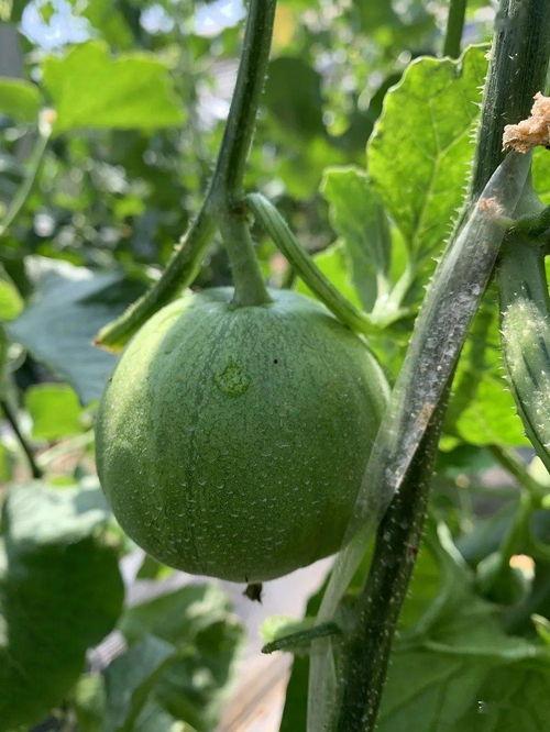 娱乐圈吃瓜的地方,揭秘明星幕后故事